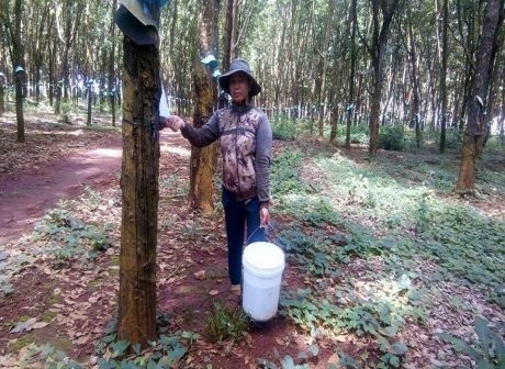 2 năm liên tục vượt gần gấp đôi sản lượng